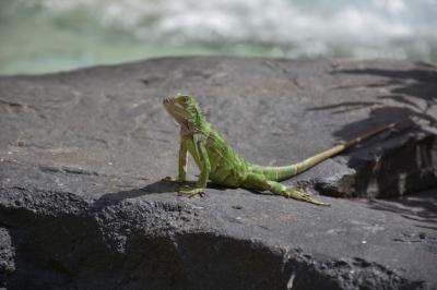 Large Green Iguana on a Rock in Aruba – Free Stock Photo, Download for Free