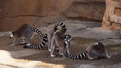 Lemurs on Field – Free Stock Photo, Download for Free