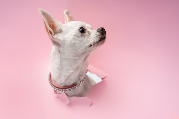 Adorable Chihuahua Dog Emerging from Torn Paper – Free Download
