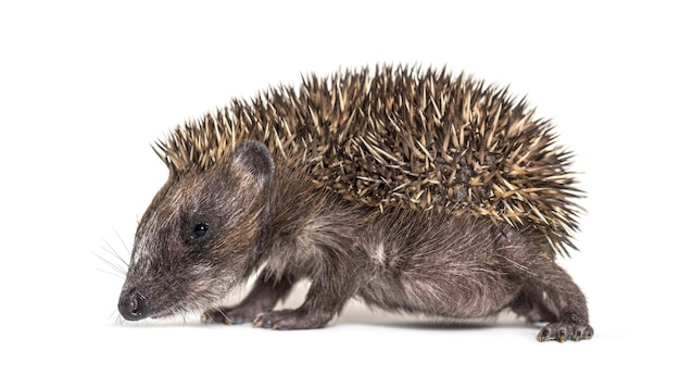 Young European Hedgehog Looking at the Camera – Free Stock Photo, Download Free