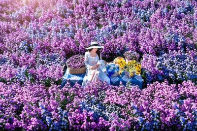 Beautiful Girl in White Dress Among Margaret Flower Fields – Free Stock Photo, Download Free