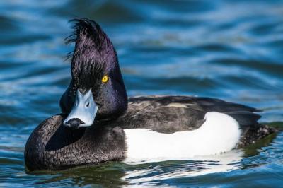 Close-Up of Pelican Swimming in Water – Free Stock Photo, Download Free