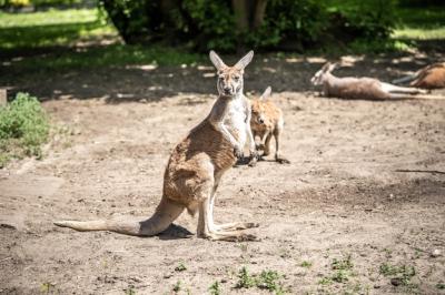 Cheerful Kangaroo Standing on the Ground – Free Download