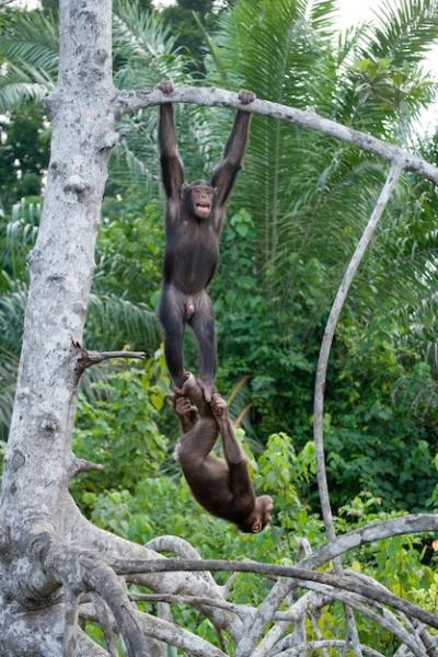 Chimpanzees Playing Together – Free Stock Photo for Download