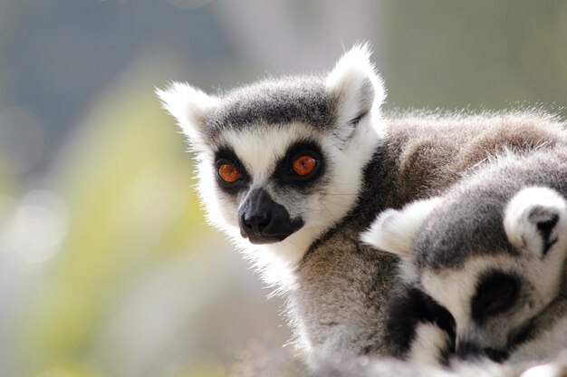 Close-up of Lemurs Outdoors – Free Stock Photo for Download