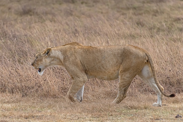 Female Lion in Grassy Field – Free Stock Photo for Download