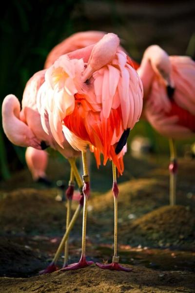 Stunning Close-Up of a Bird – Free Stock Photo for Download