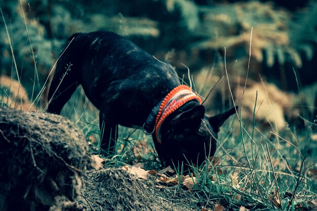 Close-Up of Dog on Field – Free Stock Photo, Download for Free