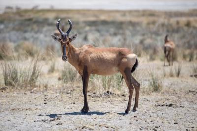 Red Hartebeest in Etosha National Park, Namibia – Free Stock Photo, Download Free