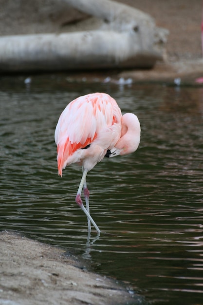 Close-up of Bird in Water – Free Stock Photo Download