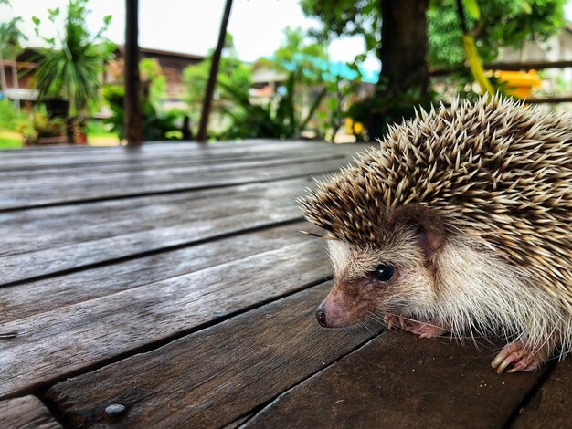 Close-up of an Animal on Wood – Free Stock Photo, Download Free