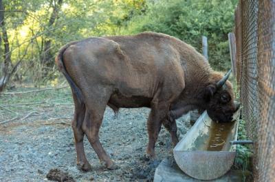 European Bison (Bison bonasus) in the Moldavian Reserve – Free to Download