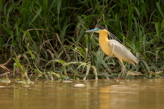 Birds of South America in Their Natural Habitat – Free to Download