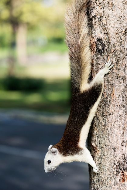 Adorable Squirrel on a Tree – Free Download