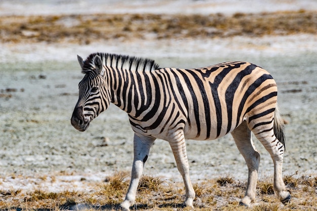 Zebra Standing: Free Stock Photo for Download