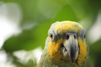 Close-Up Portrait of a Bird – Free Stock Photo for Download