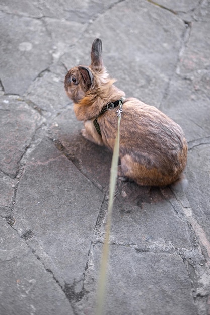 A Redhaired Domestic Rabbit on the Street – Free to Download