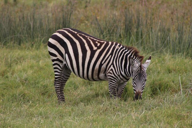 Zebra Standing in Grass – Free Stock Photo for Download