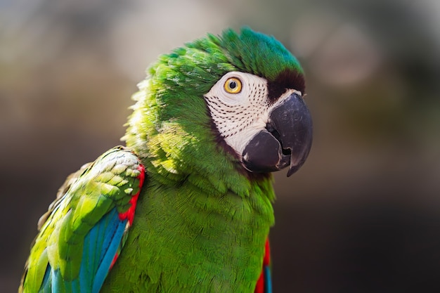 Beautiful Colorful Parrot Bird in Zoo – Free Download