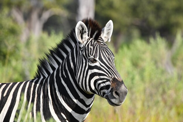 Stunning Close-up Portrait of a Zebra – Free Download