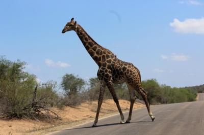 Giraffe on Road Against Sky – Free Download