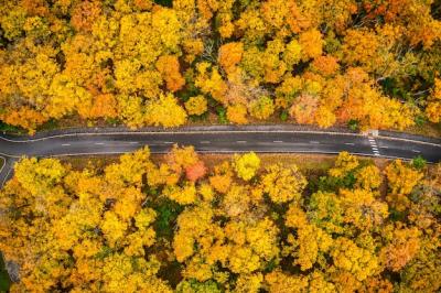 Aerial Shot of a Long Trail Through Yellow Autumn Trees – Free Stock Photo for Download