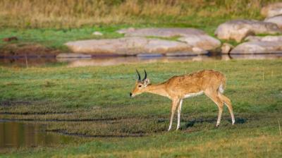 Deer by Lake on Field – Free Stock Photo for Download