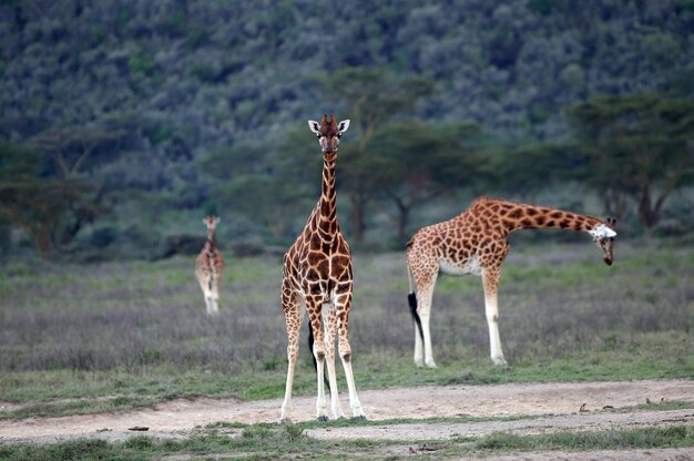 Giraffe Standing in a Field – Free Stock Photo for Download