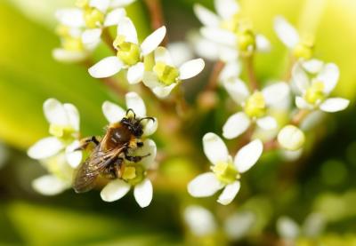 Closeup Shot of a Bee on White Flowers – Free Download