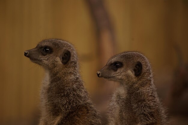 Close-up of a Meerkat – Free Download, Download Free Stock Photo