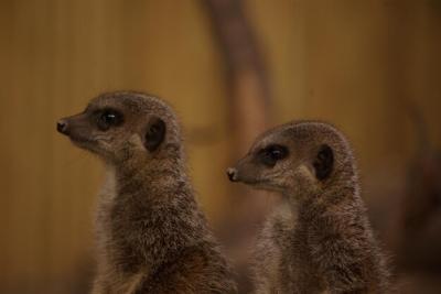 Close-up of a Meerkat – Free Download, Download Free Stock Photo