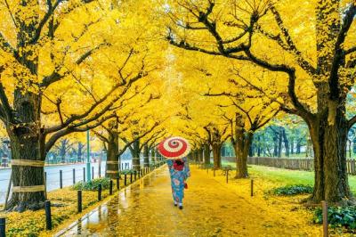 Asian Woman in Traditional Japanese Kimono Surrounded by Yellow Ginkgo Trees in Autumn – Free Download