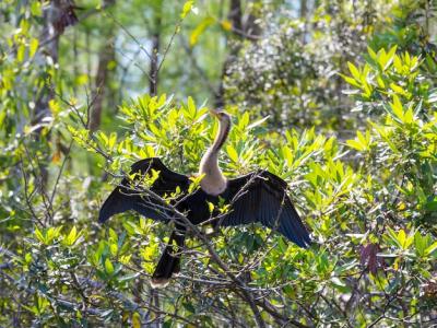 American Anhinga in Everglades National Park, Florida – Free Stock Photo for Download