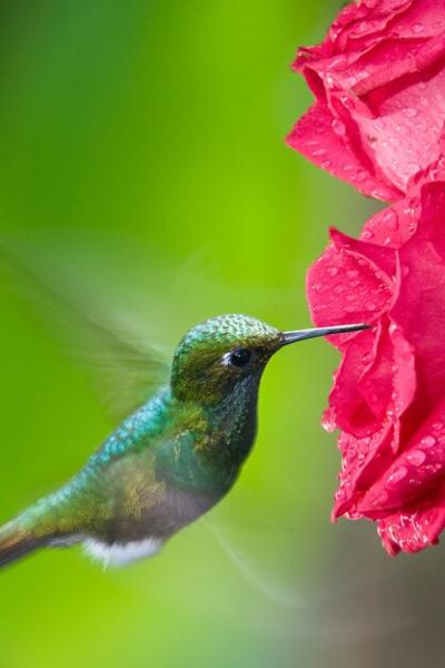 Booted Rackettail Hummingbird in Mindo Cloud Forest, Ecuador – Free Download