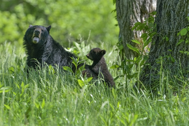 Bear Playtime in a Sunlit Forest – Free Download