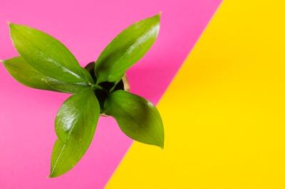 Potted Plant on Multicolored Background – Free Download