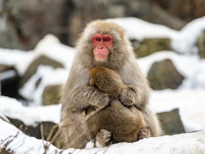 Japanese Macaque Mother Embracing Her Baby – Free to Download