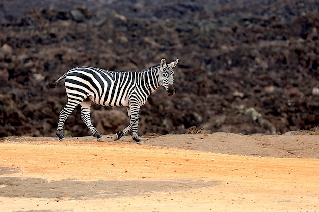 Zebra Standing on Land – Free Stock Photo for Download