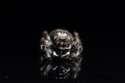 Close-up of Spider on Black Background – Free Stock Photo Download