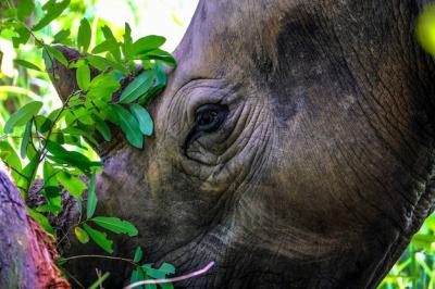 Closeup of a Rhino Near a Tree – Free Stock Photo, Download for Free