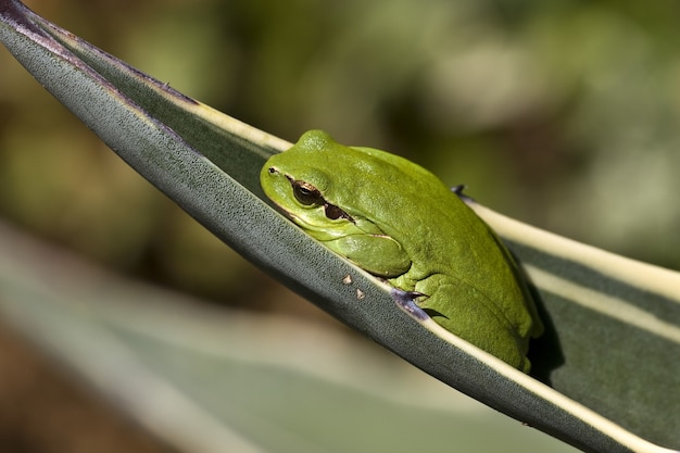 Closeup of a Mediterranean Tree Frog on a Leaf Under Sunlight – Free Stock Photo, Download for Free