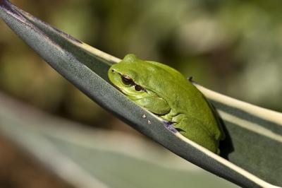 Closeup of a Mediterranean Tree Frog on a Leaf Under Sunlight – Free Stock Photo, Download for Free