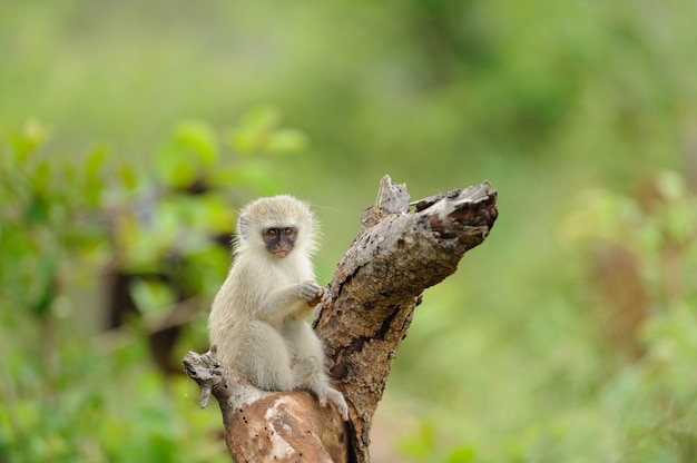 Cute Baby Monkey on a Log of Wood with Blurred Background – Free Download