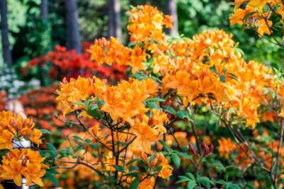 Close-Up of Orange Flowers – Free Stock Photo for Download