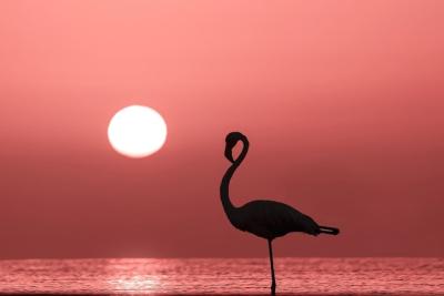 Lonely Flamingo Silhouette in a Lagoon at Sunset – Free Stock Photo for Download