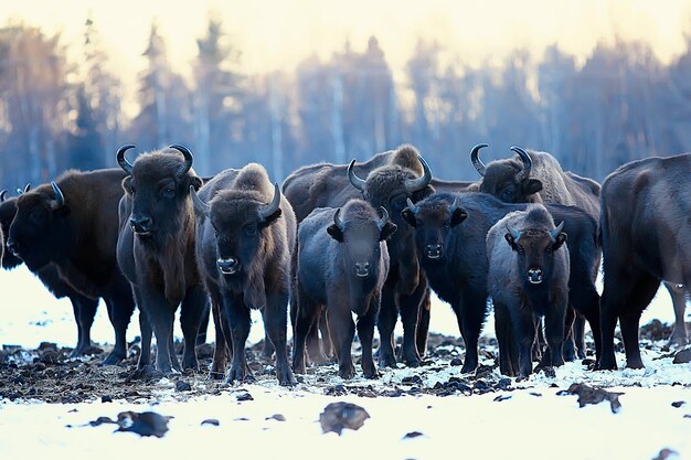 Aurochs Bison in a Snowy Field â Winter Season Free Download