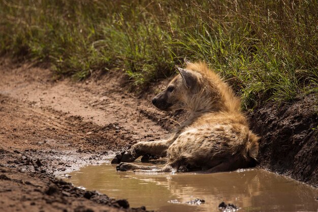 Cat Drinking Water from Lake – Free Stock Photos, Download for Free