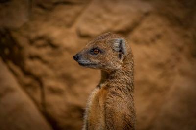 Close-up of Meerkat – Free Download for High-Quality Stock Photo