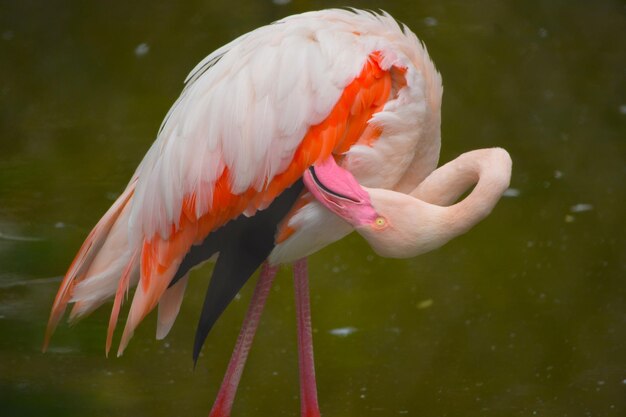 Close-up of Bird in Lake – Free Stock Photo for Download