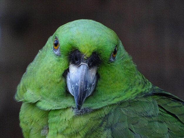 Vibrant Close-up of a Parrot – Free Download